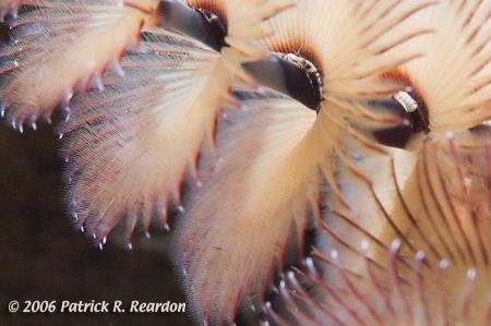 Full frame macro of a Christmas Tree worm. Backlit with s... by Patrick Reardon 