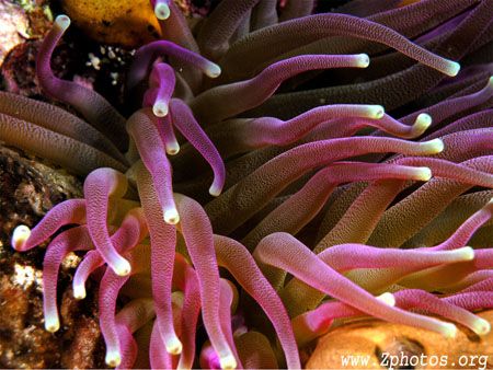 This is a giant tip anemone closeup. I was trying to capt... by Zaid Fadul 