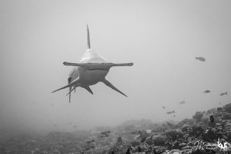 My first hammerhead, and he decide to  come very close, n... by Mathieu Macias 