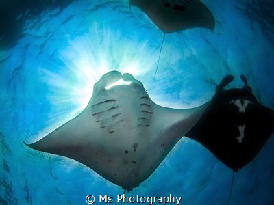 My love for Manta Rays is endless. Especially this day I'... by Ms Photography 