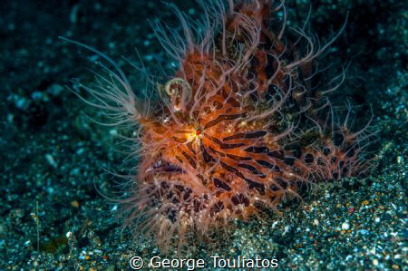 Hairy Frogfish by George Touliatos 