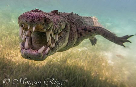 Meet Nino the friendly American Crocodile, this guy came ... by Morgan Riggs 