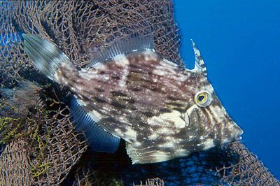 Triggerfish trying to hide beside a piece of net. Arinaga... by Arthur Telle Thiemann 