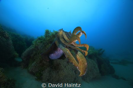 Giant Cuttle. Image taken at South Channel Forte, Melbour... by David Haintz 