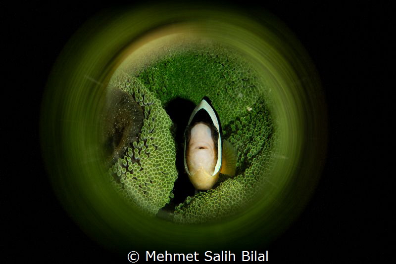 Clownfish in green. by Mehmet Salih Bilal 