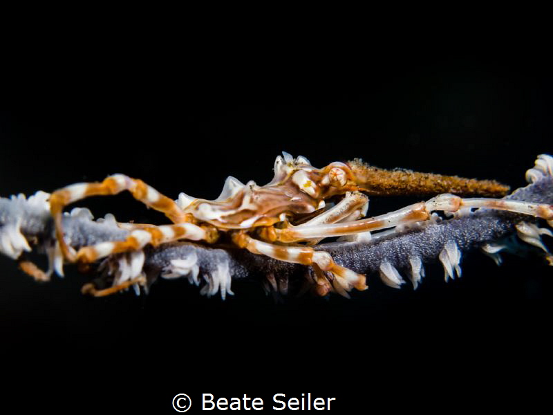 Xenon crab by Beate Seiler 