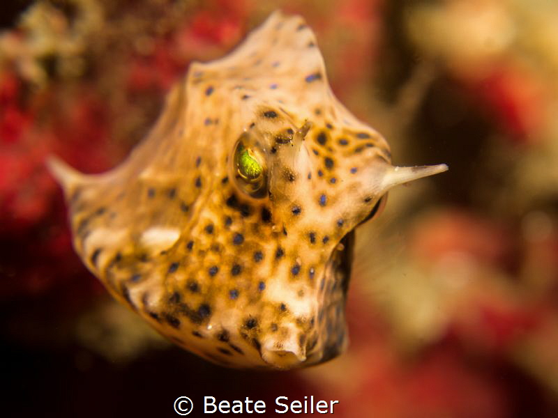 Juv. Cowfish by Beate Seiler 