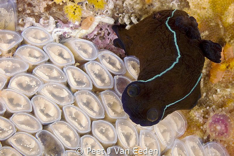 Counting someone else's eggs. 
Black nudibranch inspecti... by Peet J Van Eeden 