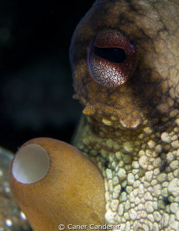 Octopus eyes by Caner Candemir 