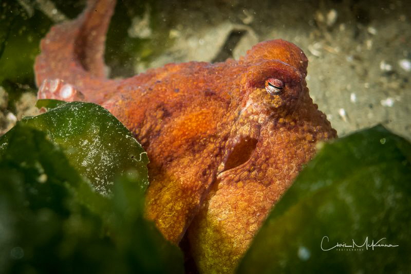 Eye of the Octopus. This is a Red Octopus I found at Rend... by Chris Mckenna 
