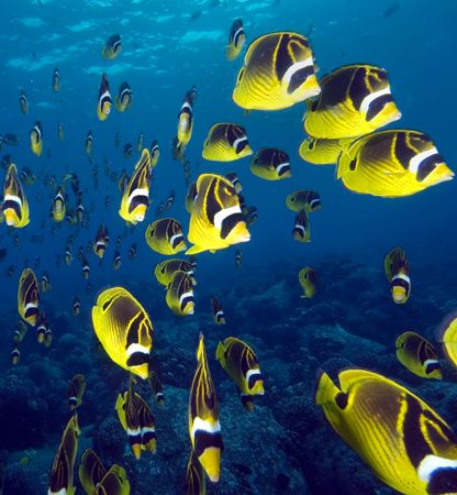 Racoon butterflyfish invade by Andy Lerner 
