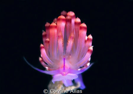 Pretty in Pink
Coryphellina rubrolineata, more known as ... by Corrine Allas 