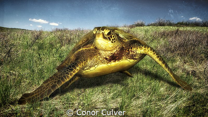 "Grazing Turtle" part of my Underwater Surrealism body of... by Conor Culver 