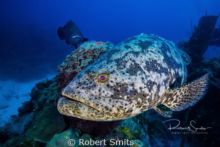 Did you know that The Atlantic goliath grouper or itajara... by Robert Smits 