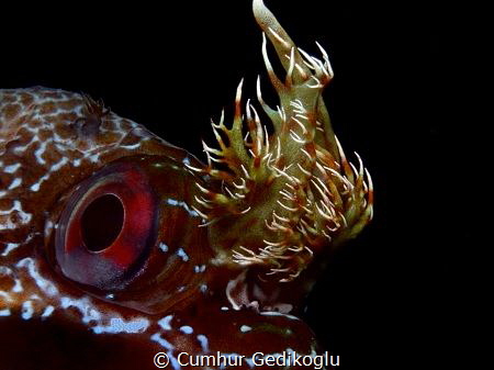 Parablennius gattorugine
The eye & branched head tentacles by Cumhur Gedikoglu 