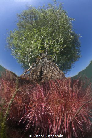 Look at the tree from under the water 
 by Caner Candemir 
