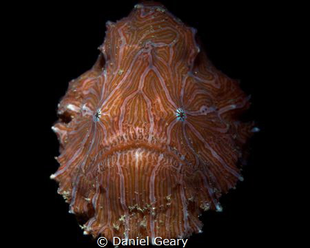 The rare Psychedelic Frogfish combined with the Retra LSD... by Daniel Geary 