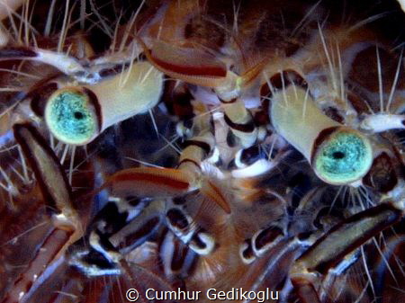 Pagurus anachoretus
Chaotic by Cumhur Gedikoglu 