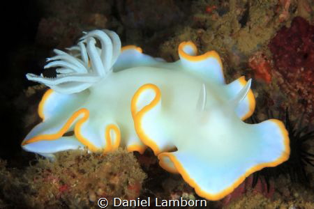 There are over 3,000 known species of Nudibranchs, marine... by Daniel Lamborn 