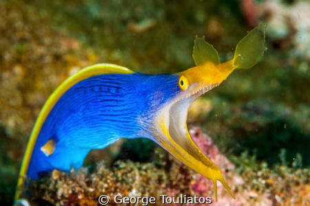 Blue Ribbon Eel!!! by George Touliatos 