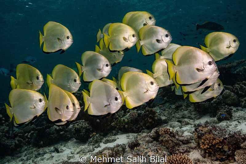 Albino batfish shoal. by Mehmet Salih Bilal 