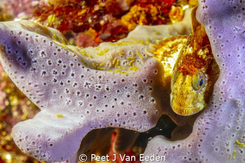 Goby peeping out of its sponge home at a depth of 30 m by Peet J Van Eeden 