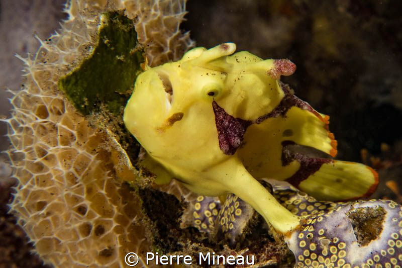 Juvenile frog fish by Pierre Mineau 