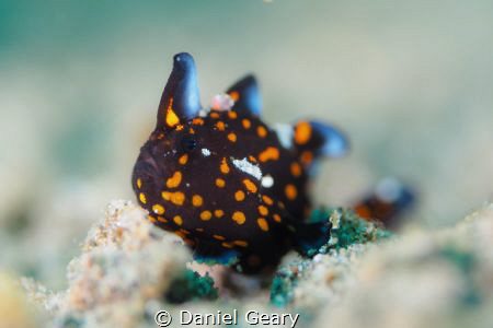 Juvenile Clown Frogfish shot with f/2.8 to create a nice ... by Daniel Geary 