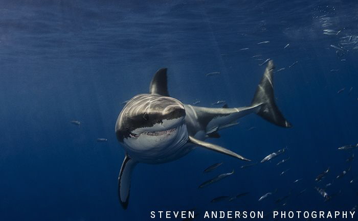 This Great White Shark reminded me of Bruce in Nemo ........ by Steven Anderson 