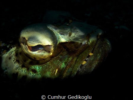 Trachinus radiatus
Starry weever by Cumhur Gedikoglu 