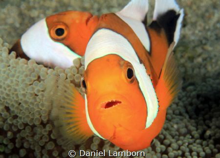 Saddleback Anemonefish fearlessly protecting their anemone. by Daniel Lamborn 