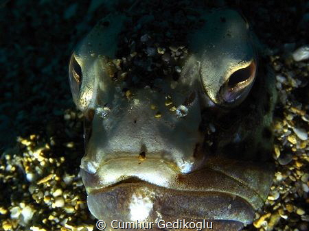 Trachinus radiatus
Face by Cumhur Gedikoglu 