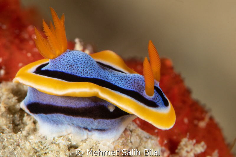 Chromodoris magnifica. by Mehmet Salih Bilal 