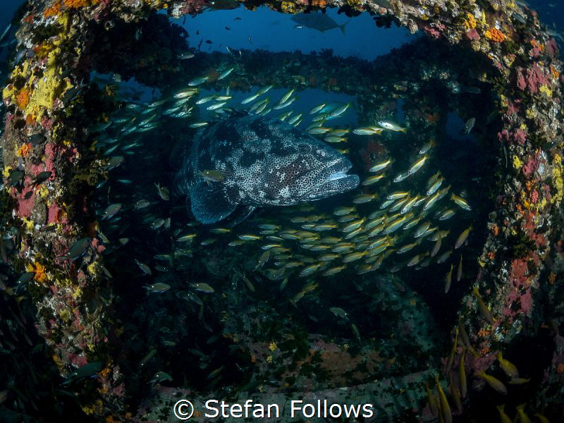 My place ... !

Malabar Grouper - Epinephelus malabaric... by Stefan Follows 