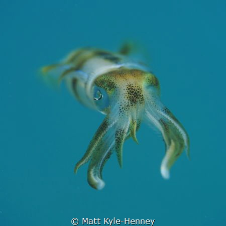 Chromatophores on point with this juvenile reef squid by Matt Kyle-Henney 