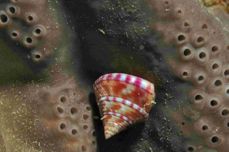 Topshell on an elephant ear sponge -Taken at Hands Deep o... by Malcolm Nimmo 