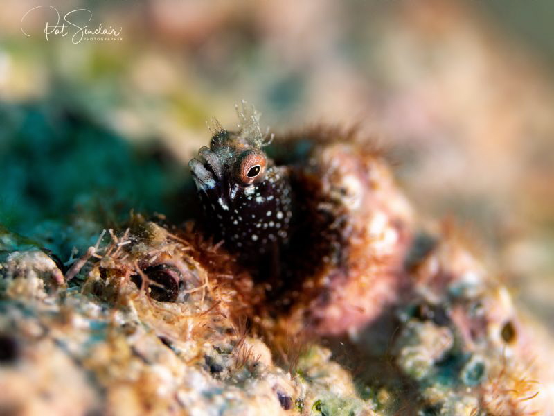 small rough head blenny that I found at the end of my fir... by Patricia Sinclair 
