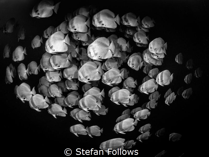 Ships in the Night

Longfin Batfish - Platax teira

S... by Stefan Follows 