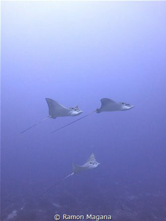 Eagle rays "flying by" picture take with a canon g15 by Ramon Magana 