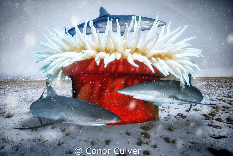 "Winter Tree" sharks are under threat and need our protec... by Conor Culver 