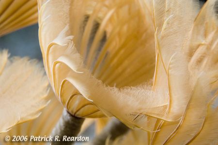 Full-frame macro of a feather duster. The details visible... by Patrick Reardon 