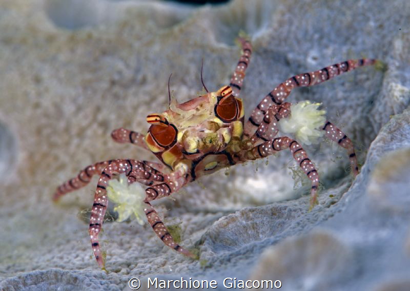 Box crab
Lembeh strait. Indonesia.
Nikon D800E , 105 ma... by Marchione Giacomo 