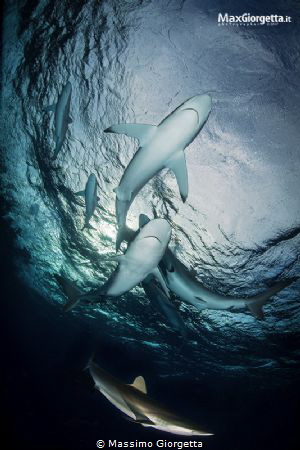 Silk sharks by Massimo Giorgetta 