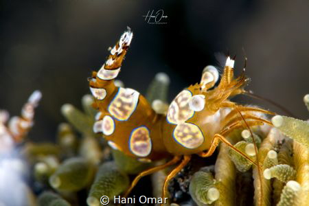Usually the squat shrimp is not easy to photograph becaus... by Hani Omar 