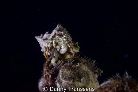 During nightdive, I wasn't going for crab's but couldn't ... by Danny Franssens 