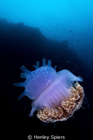 Crown Jellyfish by Henley Spiers 