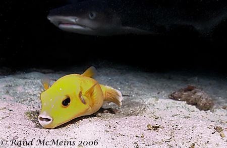 Mama told me not to come...A small puffer whistles on the... by Rand Mcmeins 