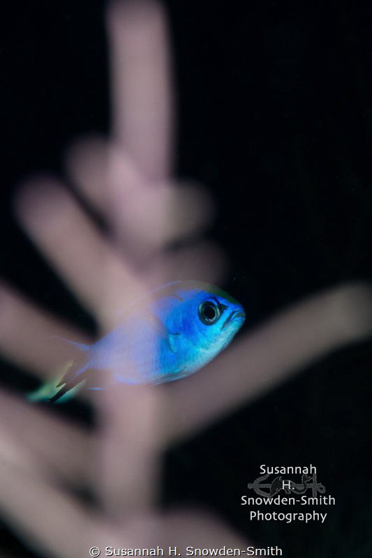 "Peek-A-Blue" - A blue chromis peers out from behind a go... by Susannah H. Snowden-Smith 