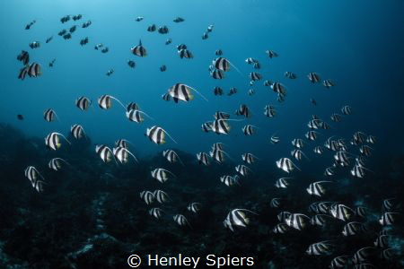 Schooling Bannerfish by Henley Spiers 