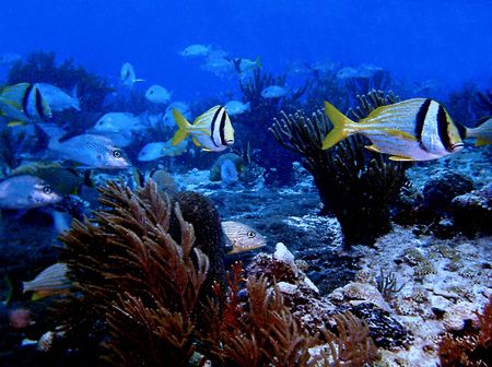 Movin On! These Porkfish make there way across one of Coz... by Steven Anderson 